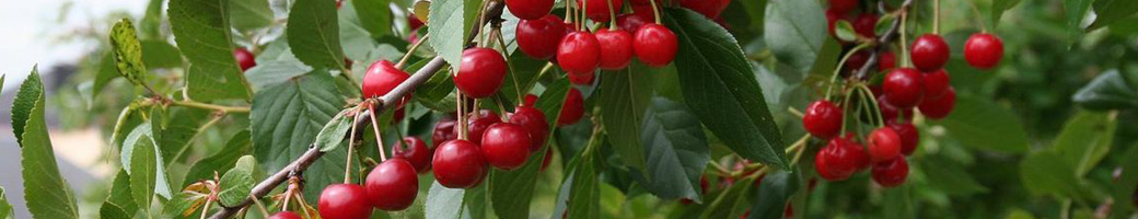 random-cerises.jpg